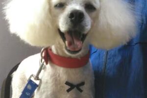 &ldquo;Belleza Perruna &rdquo; (peluquer&iacute;a canina)