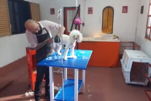 Charly el amigo de los animales