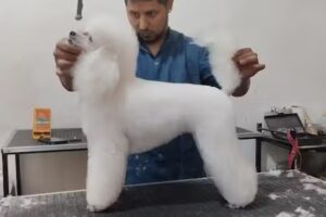 Consultorio Veterinario Libano