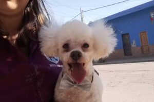 Coraje Peluquer&iacute;a Canina