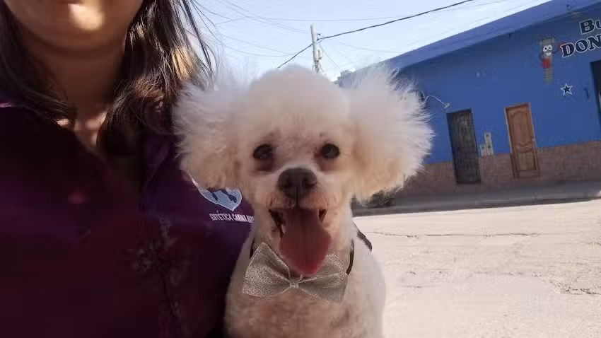 Coraje Peluquer&iacute;a Canina