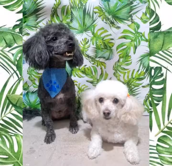 &ldquo;De Gala&rdquo; Peluquer&iacute;a Canina