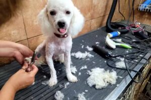 Despeinados peluqueria canina