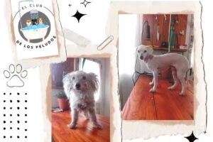 El club de los peludos