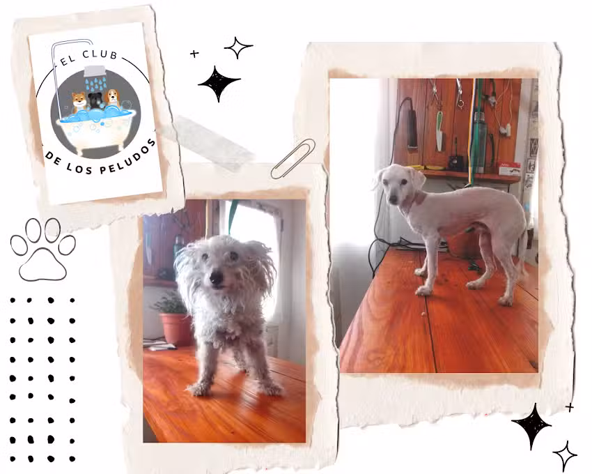 El club de los peludos