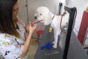 Est&eacute;tica canina Eva