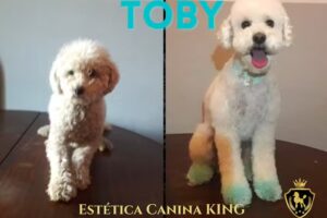 Estetica canina king