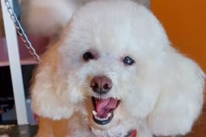 est&eacute;tica canina &ldquo;orejitas locas&rdquo;