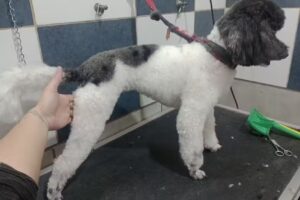 Est&eacute;tica canina YAC