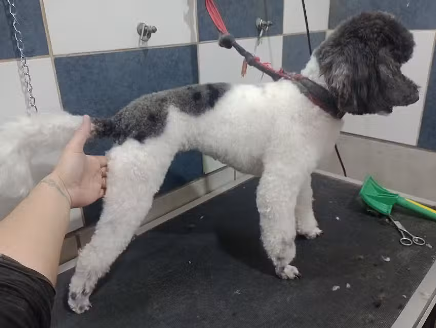 Est&eacute;tica canina YAC