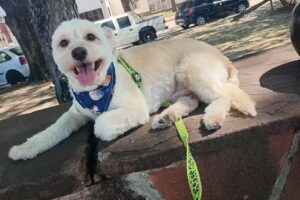 Fer Roa peluqueria canina