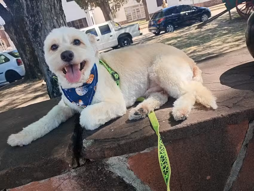 Fer Roa peluqueria canina