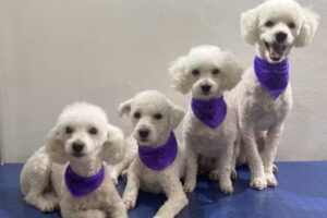 Frida Mundo Canino &ndash; Peluquer&iacute;a Canina