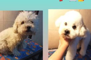 Guapet mascotas peluqueria canina ( turnos solo a travez de whatsapp)