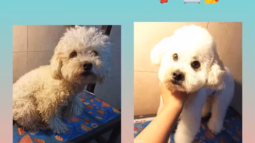 Guapet mascotas peluqueria canina ( turnos solo a travez de whatsapp)