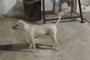 HUELLITAS Peluquería Canina