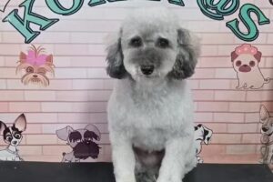 koket@s peluqueria canina