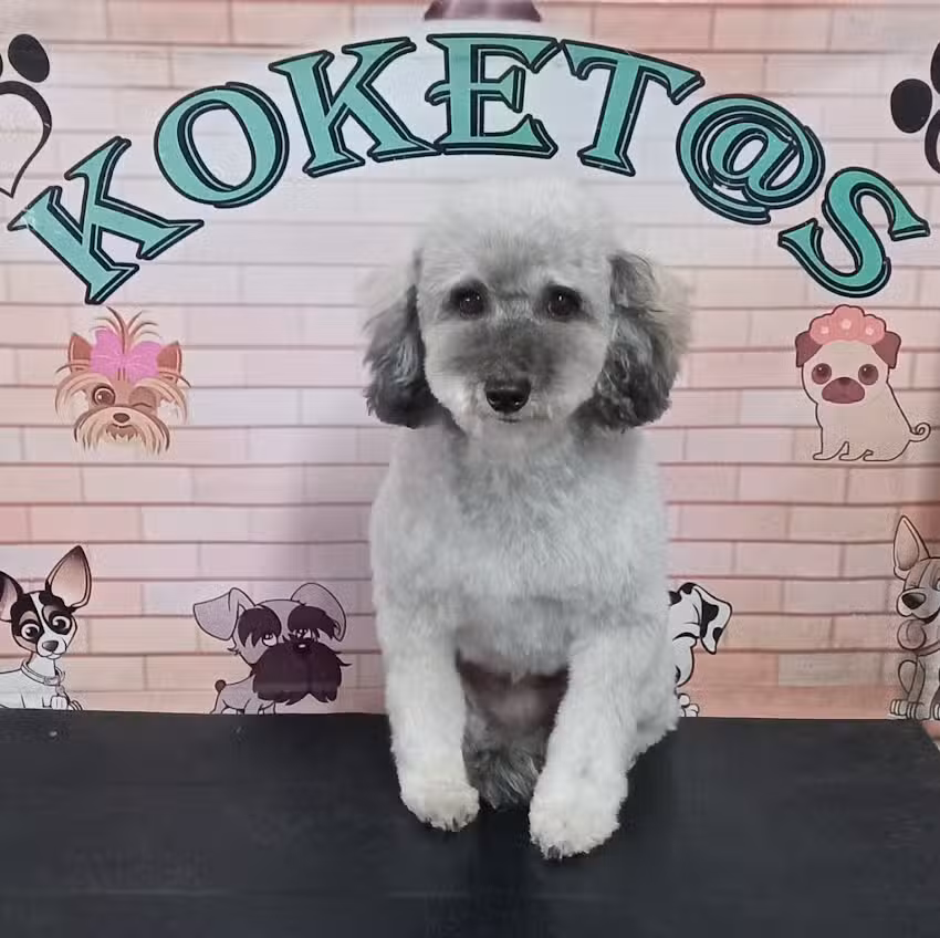 koket@s peluqueria canina