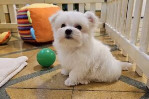 Malteses Del Natural Encanto en Rosario