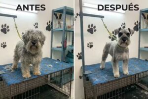 Manos de Tijera &ndash; Peluquer&iacute;a Canina