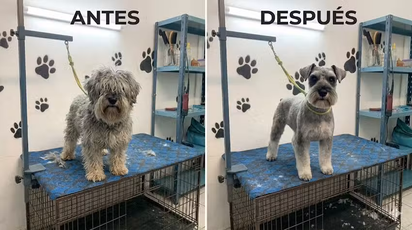 Manos de Tijera &ndash; Peluquer&iacute;a Canina