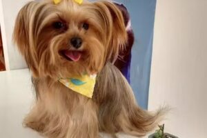 MASCOQUETOS DUO peluquer&iacute;a canina