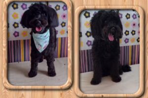 Milagros, Peluqueria Canina