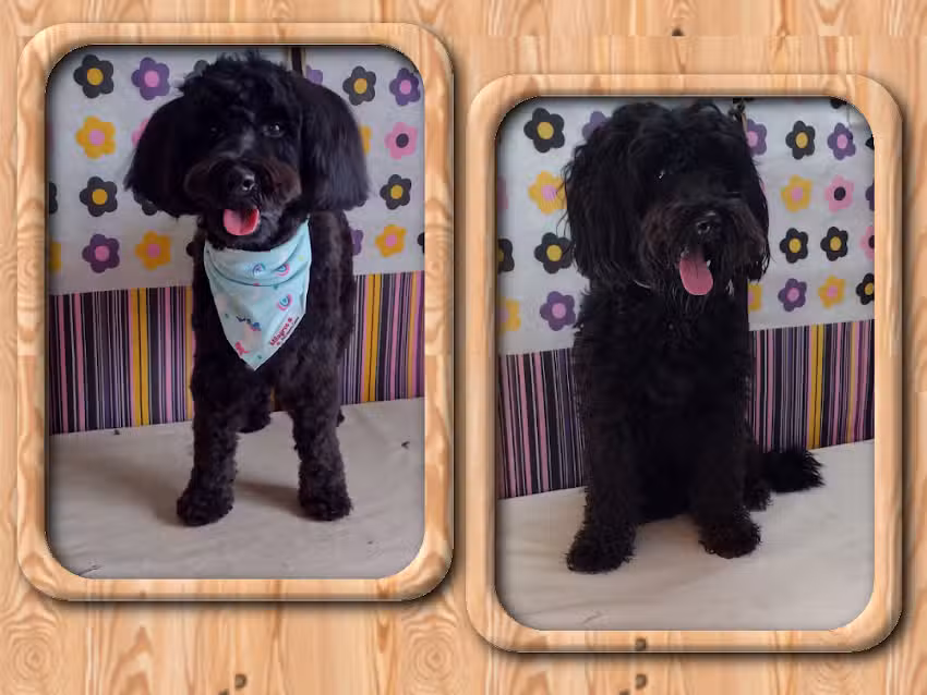 Milagros, Peluqueria Canina