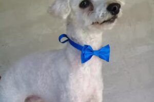 Mimaditos Pelu Canina