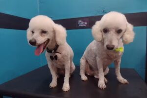 Oliver Pet (Peluquer&iacute;a Canina)