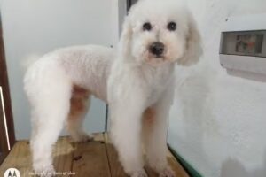 Pelo Pet