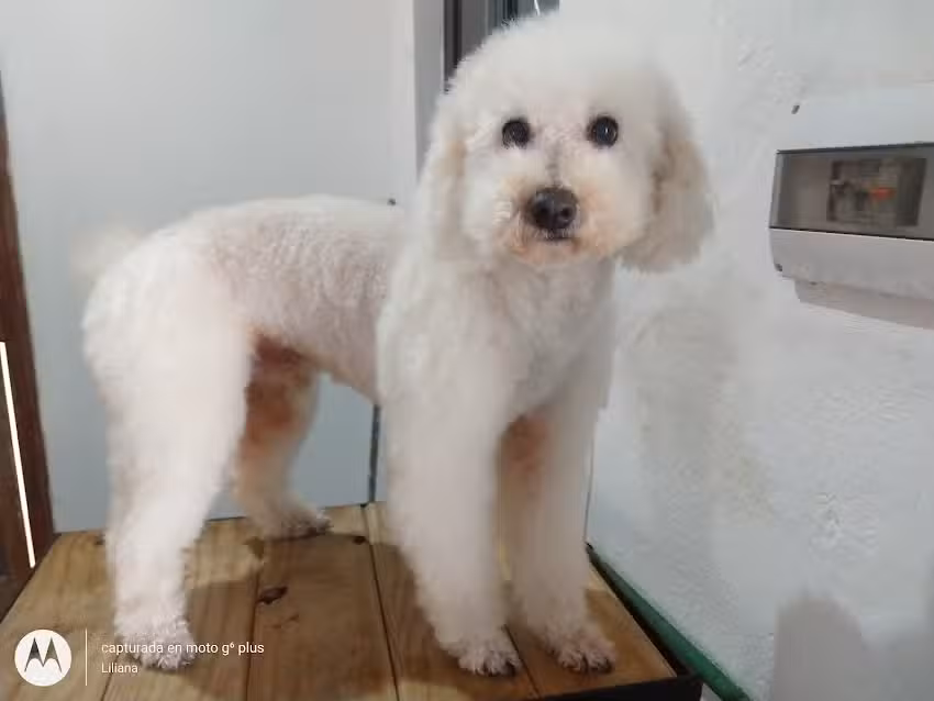 Pelo Pet