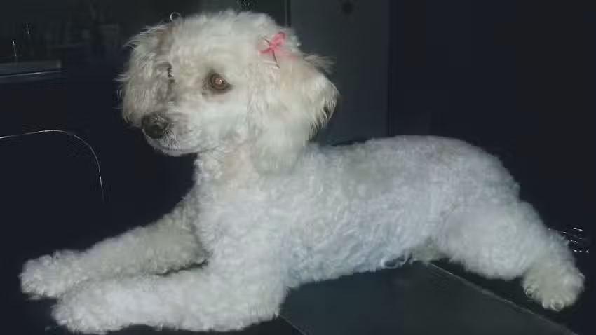 Peluditos Spa