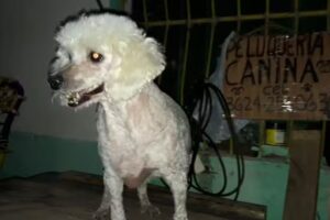 Peluk&rsquo;nina ( a domicilio)