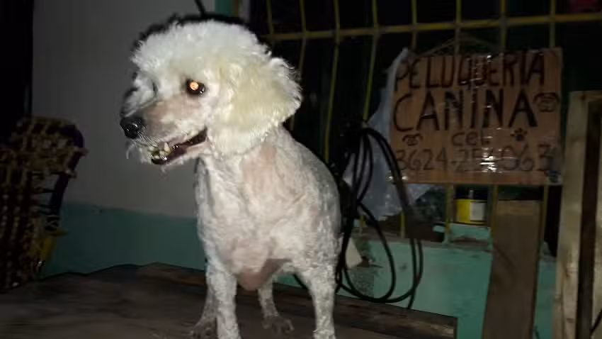 Peluk&rsquo;nina ( a domicilio)