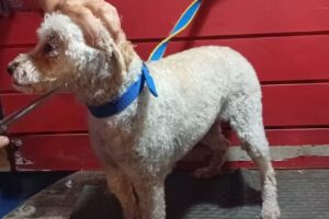 Peluquer&iacute;a CaNiche Trufa y Grupa