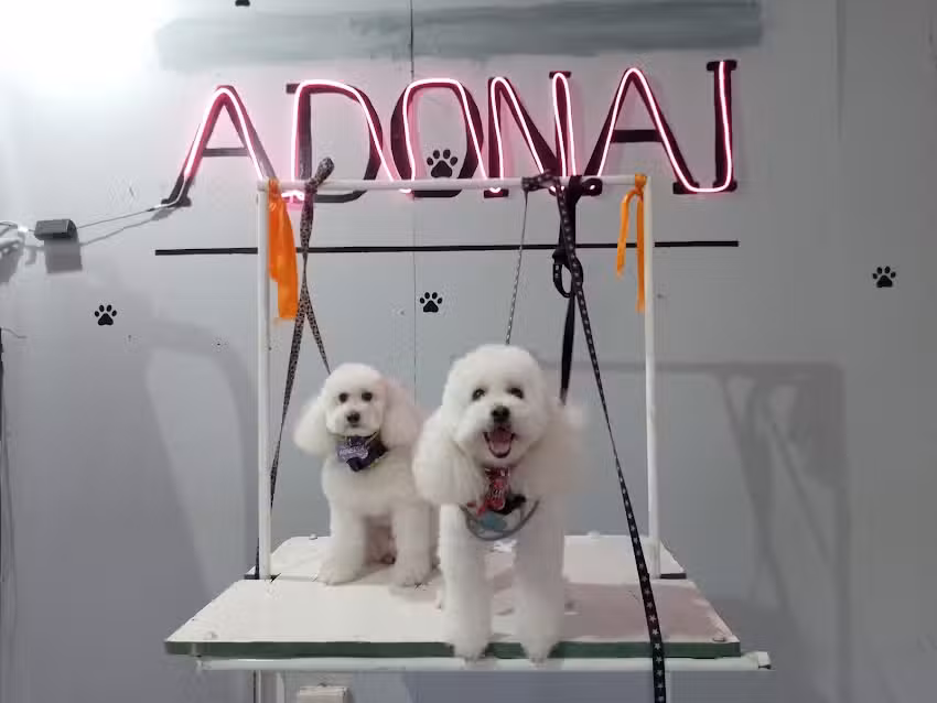 Peluquer&iacute;a canina