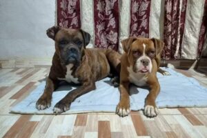 Peluquer&iacute;a canina 4 patas!