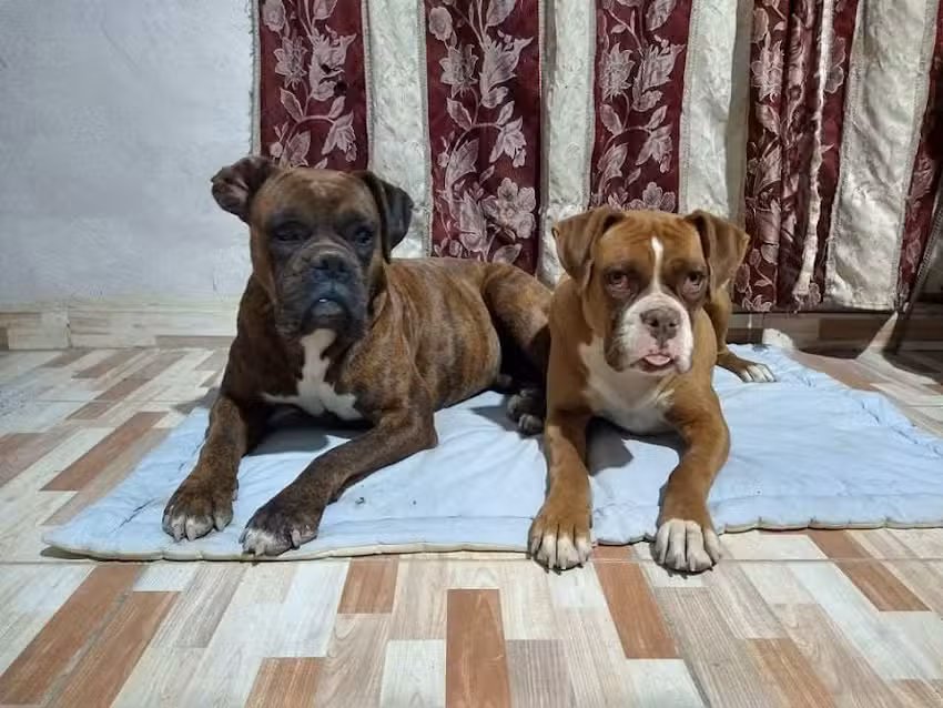 Peluquer&iacute;a canina 4 patas!