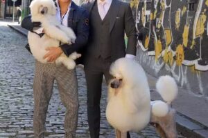 Peluqueria Canina a Domicilio