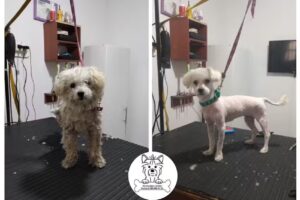 Peluquería Canina Carolina