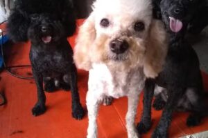 Peluquería canina “Corte Guauu”