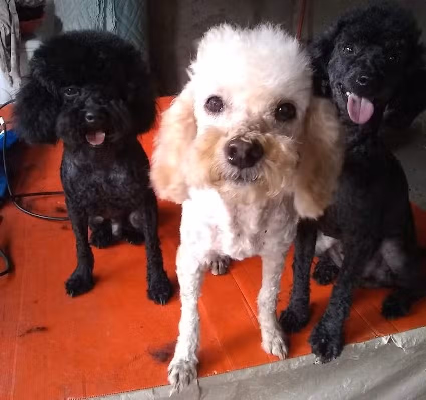 Peluquer&iacute;a canina &ldquo;Corte Guauu&rdquo;