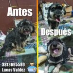 Peluqueria Canina Firulais
