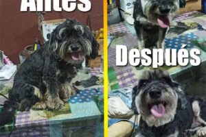 Peluqueria Canina Firulais