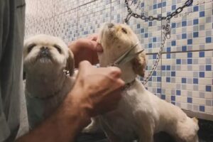 Peluqueria Canina Gaby