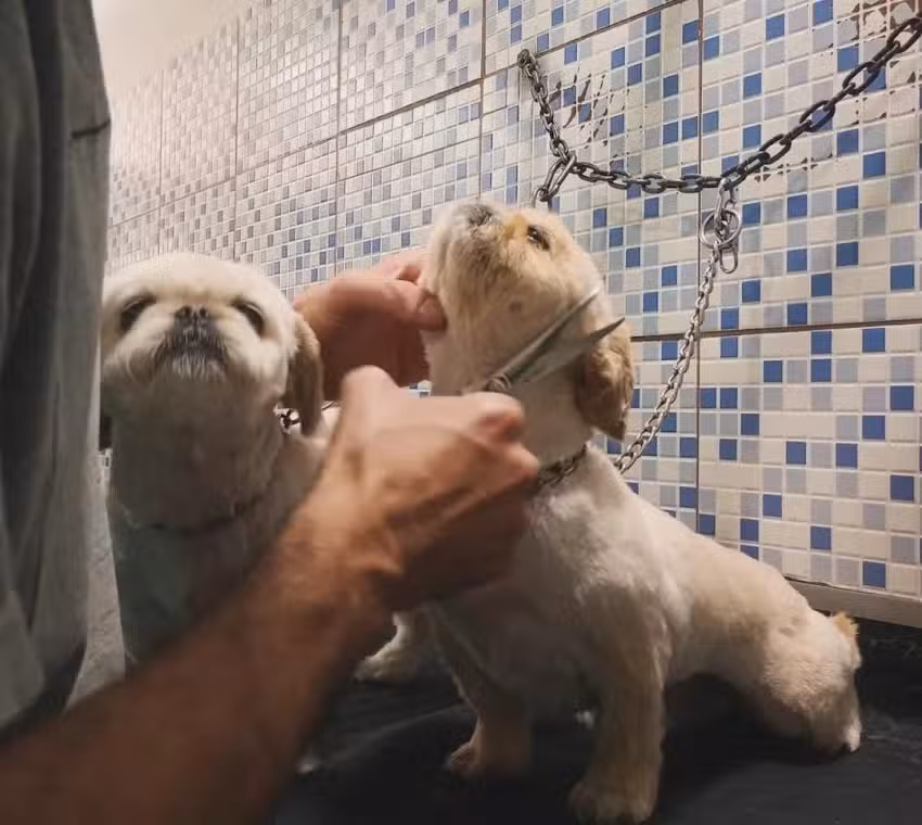 Peluqueria Canina Gaby