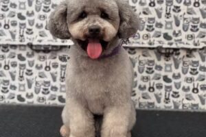 Peluquer&iacute;a Canina Huellitas