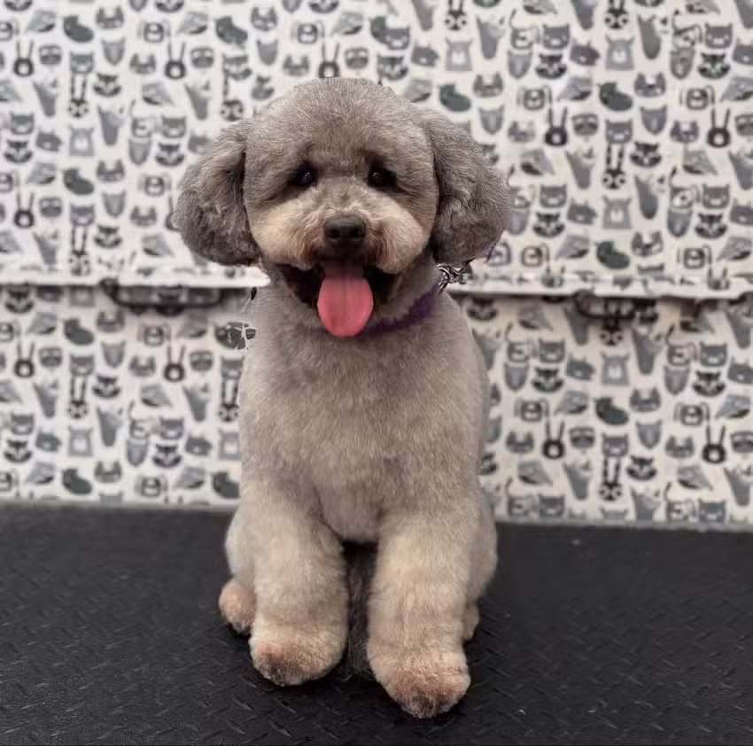 Peluquer&iacute;a Canina Huellitas