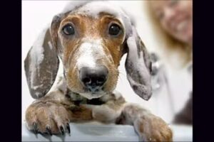 PELUQUERIA CANINA LAIO